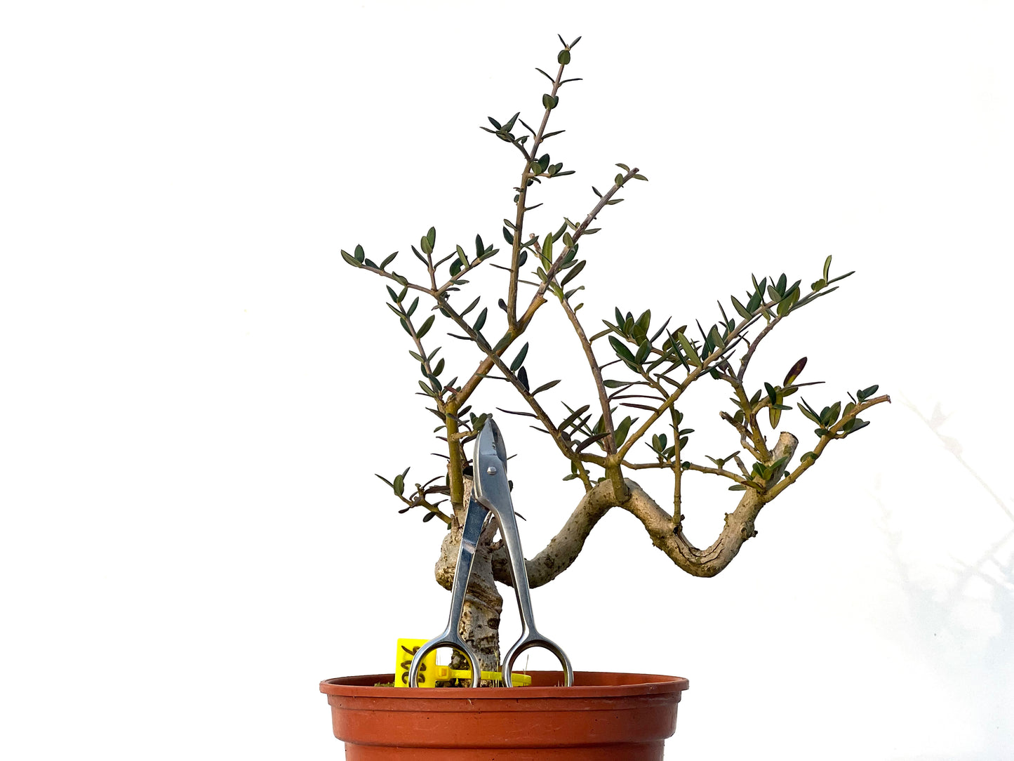 Olea Europaea Sylvestris 3226