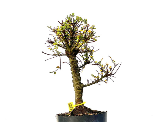 Ulmus Hokkaido 3225