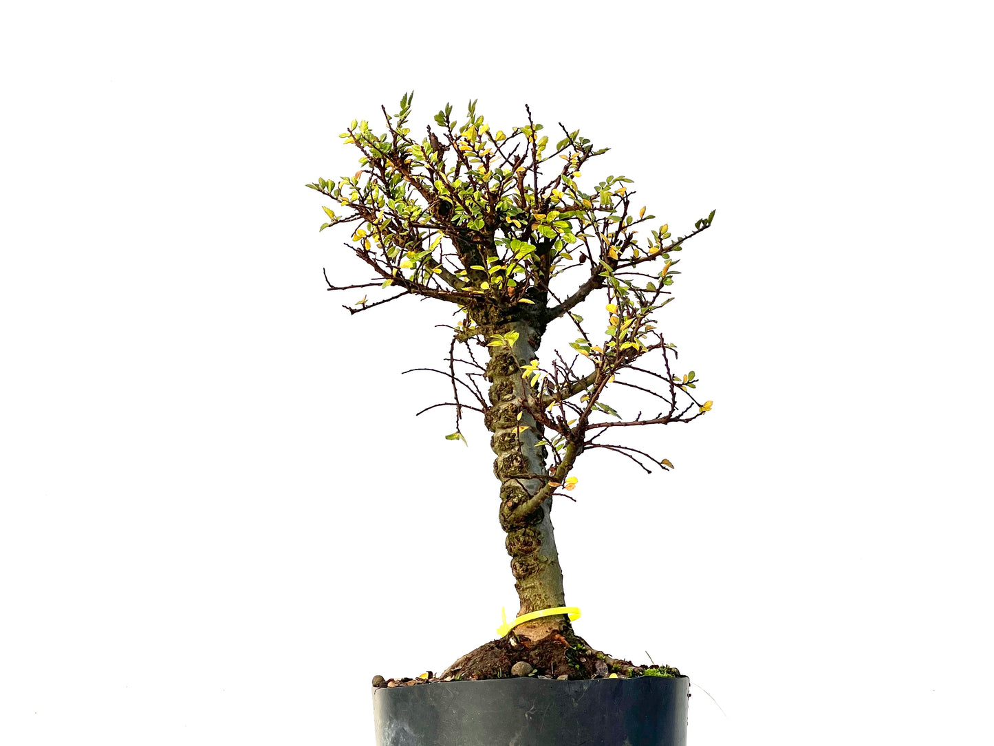 Ulmus Hokkaido 3225