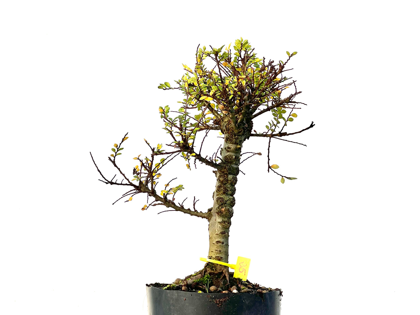 Ulmus Hokkaido 3225