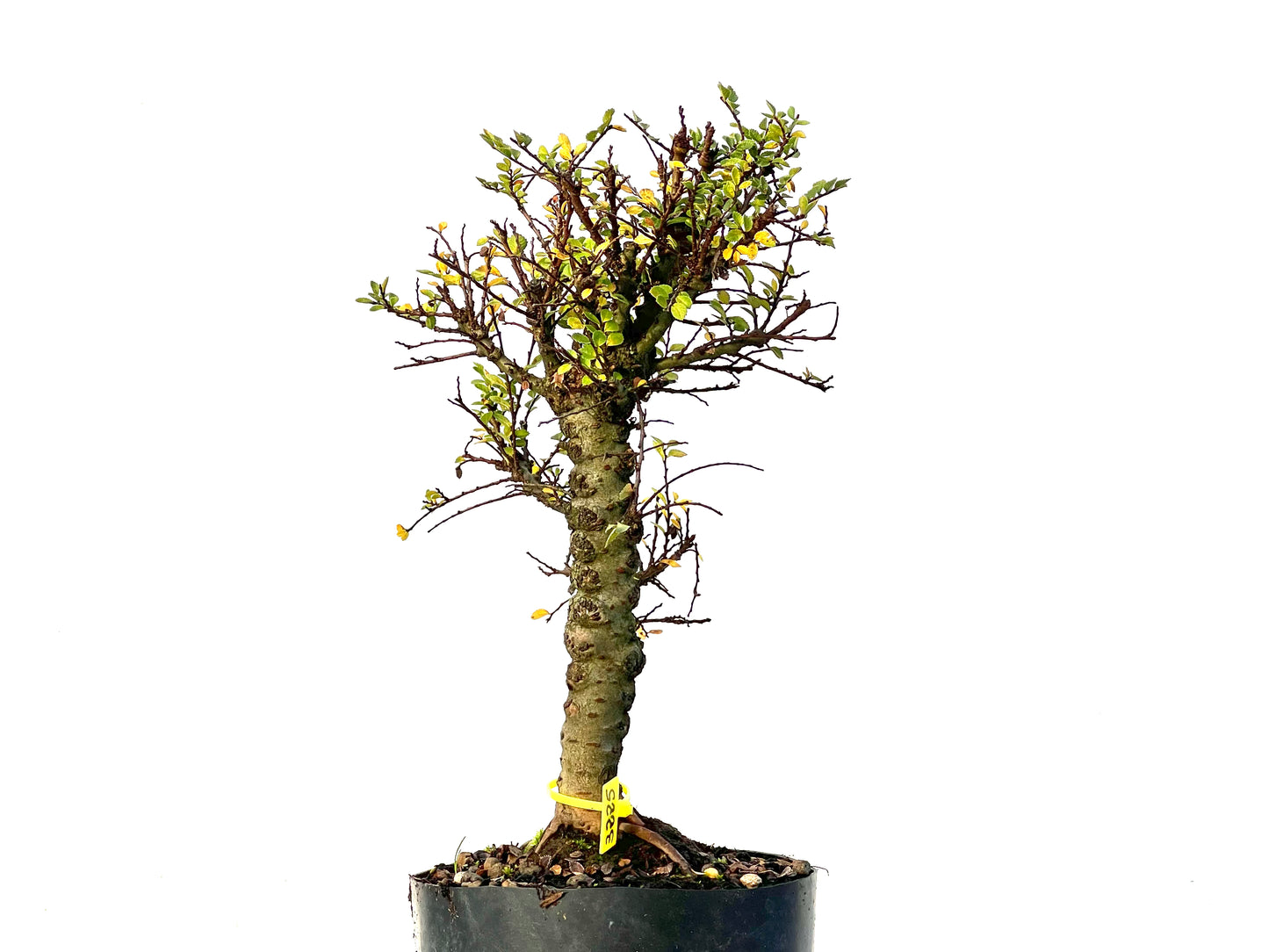 Ulmus Hokkaido 3225