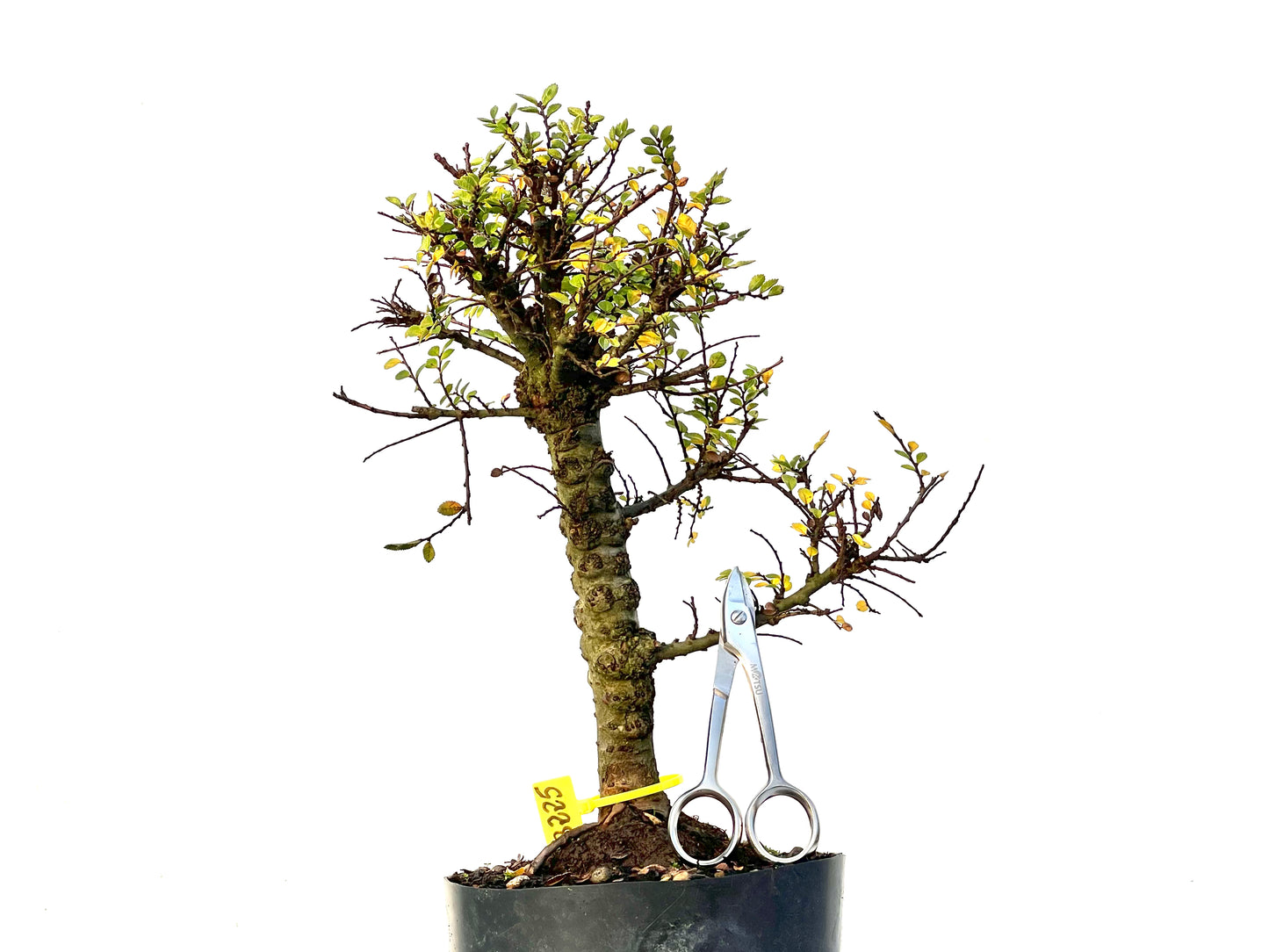Ulmus Hokkaido 3225