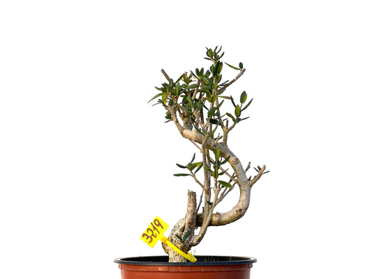 Olea Europaea Sylvestris 3219