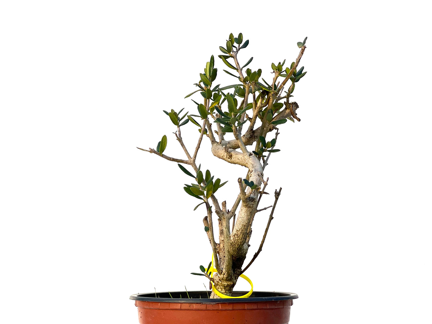 Olea Europaea Sylvestris 3219