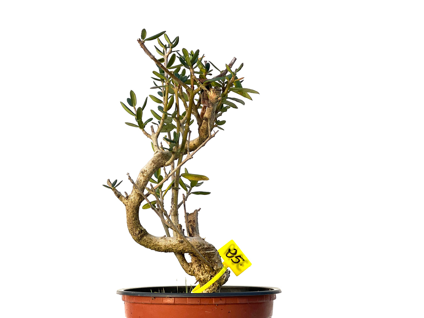 Olea Europaea Sylvestris 3219