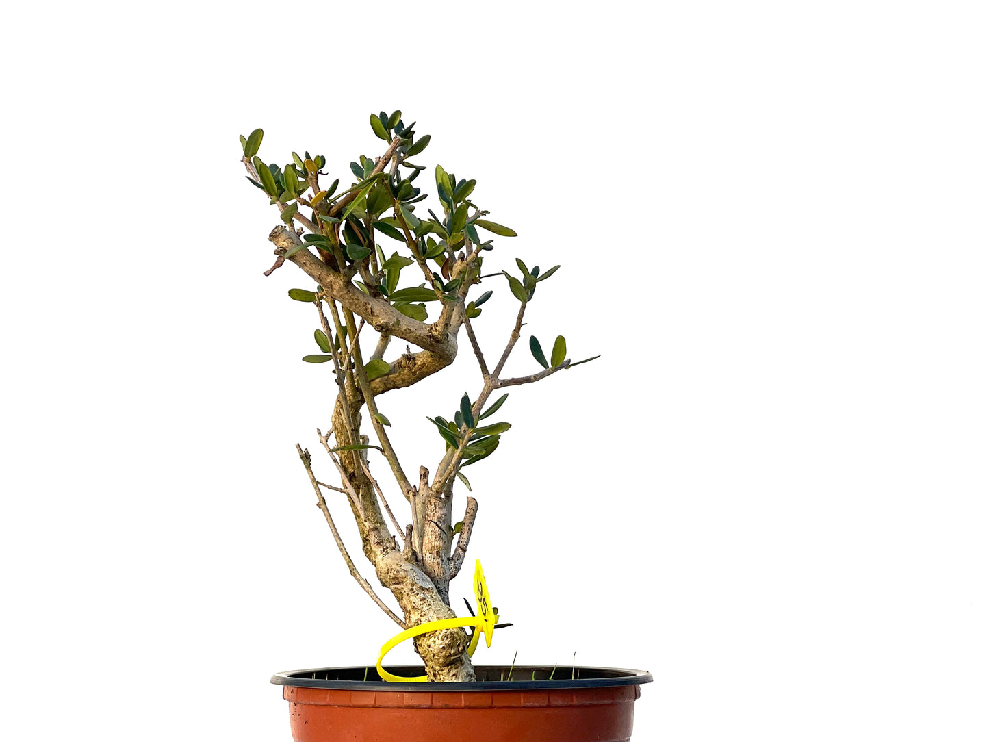 Olea Europaea Sylvestris 3219