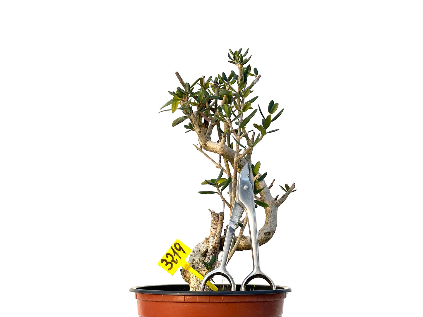 Olea Europaea Sylvestris 3219