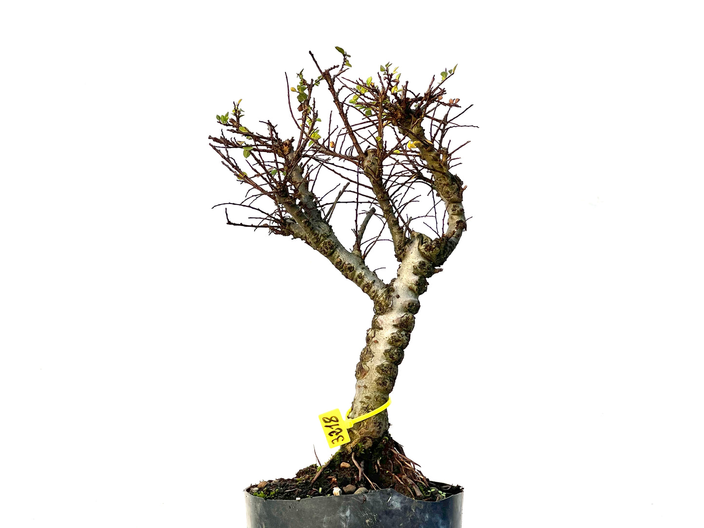 Ulmus Hokkaido 3218