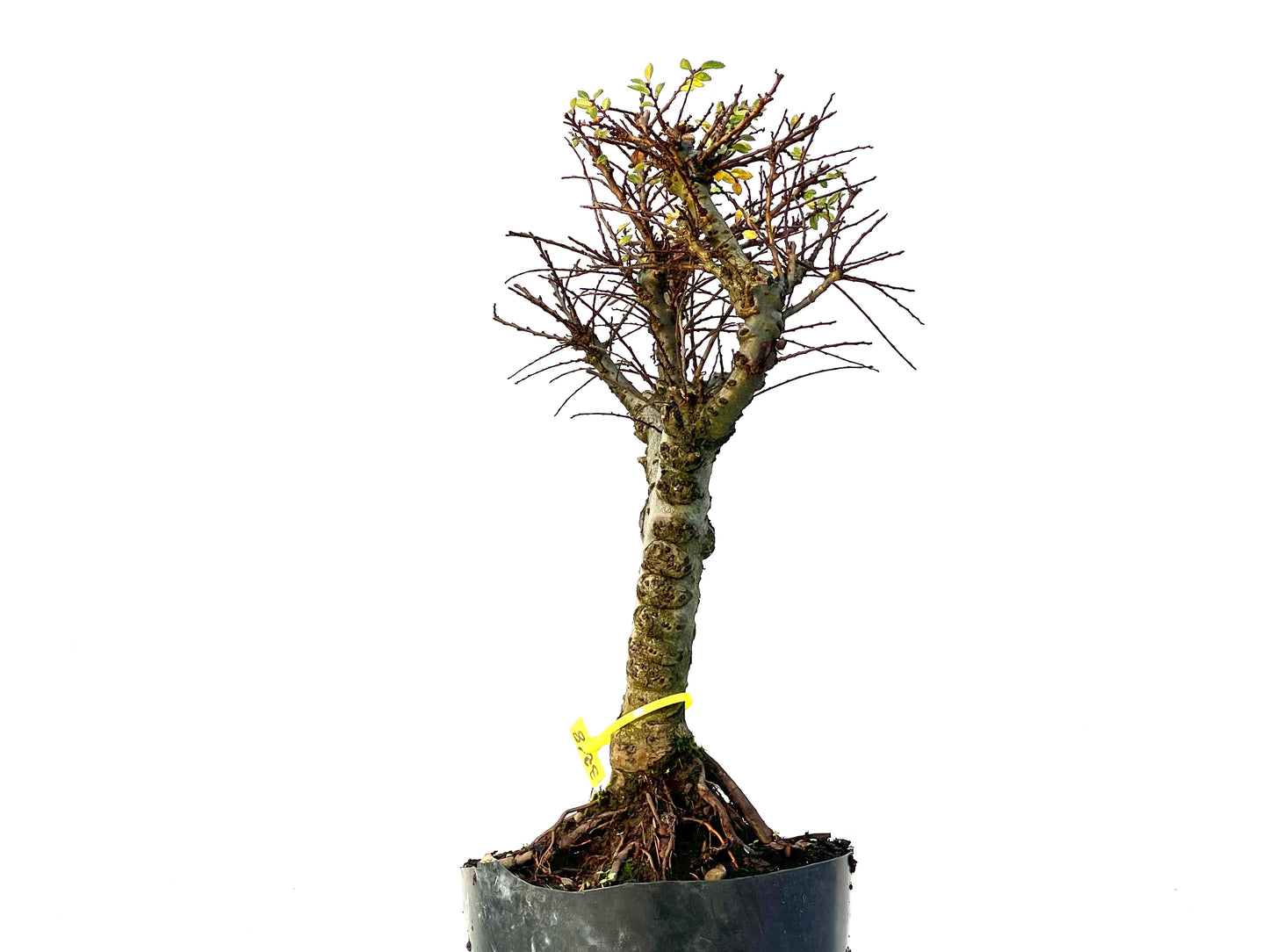 Ulmus Hokkaido 3218