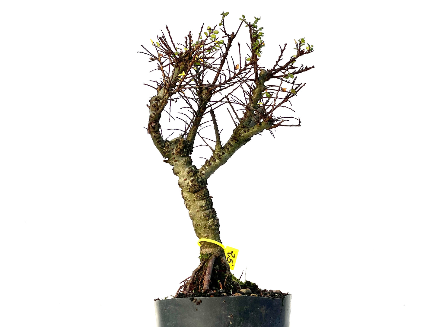 Ulmus Hokkaido 3218