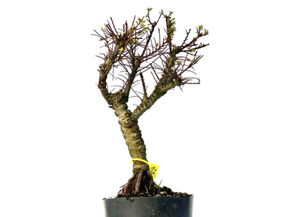 Ulmus Hokkaido 3218