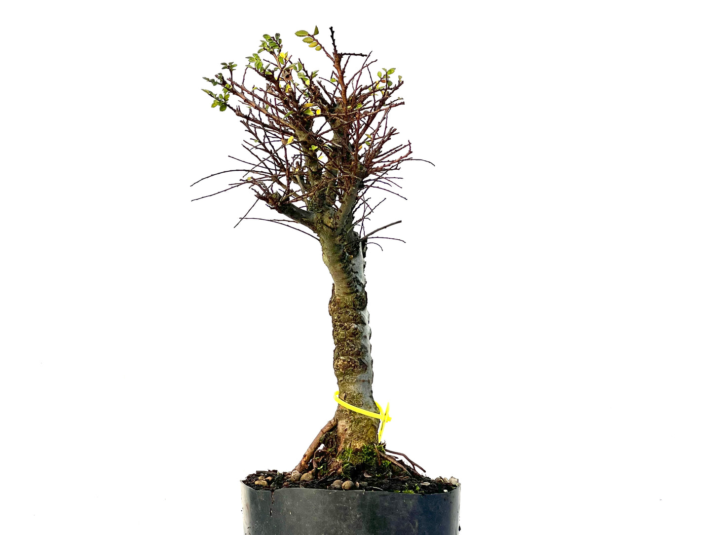 Ulmus Hokkaido 3218