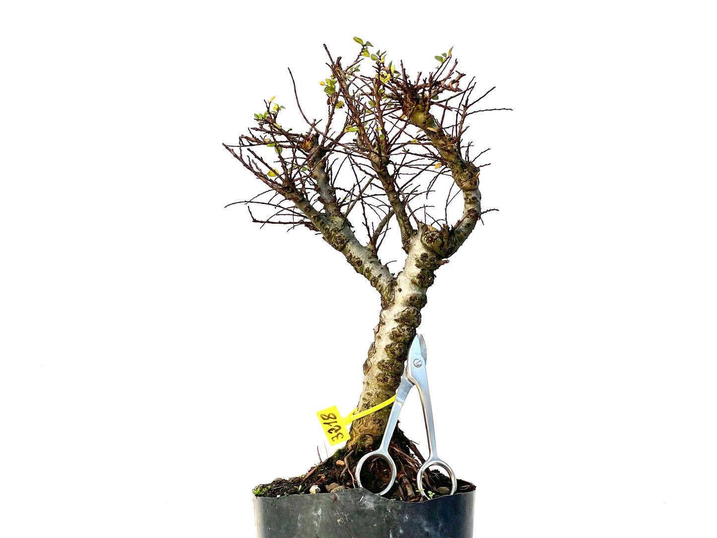 Ulmus Hokkaido 3218