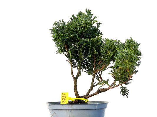 Chamaecyparis Obtusa Nana 3237