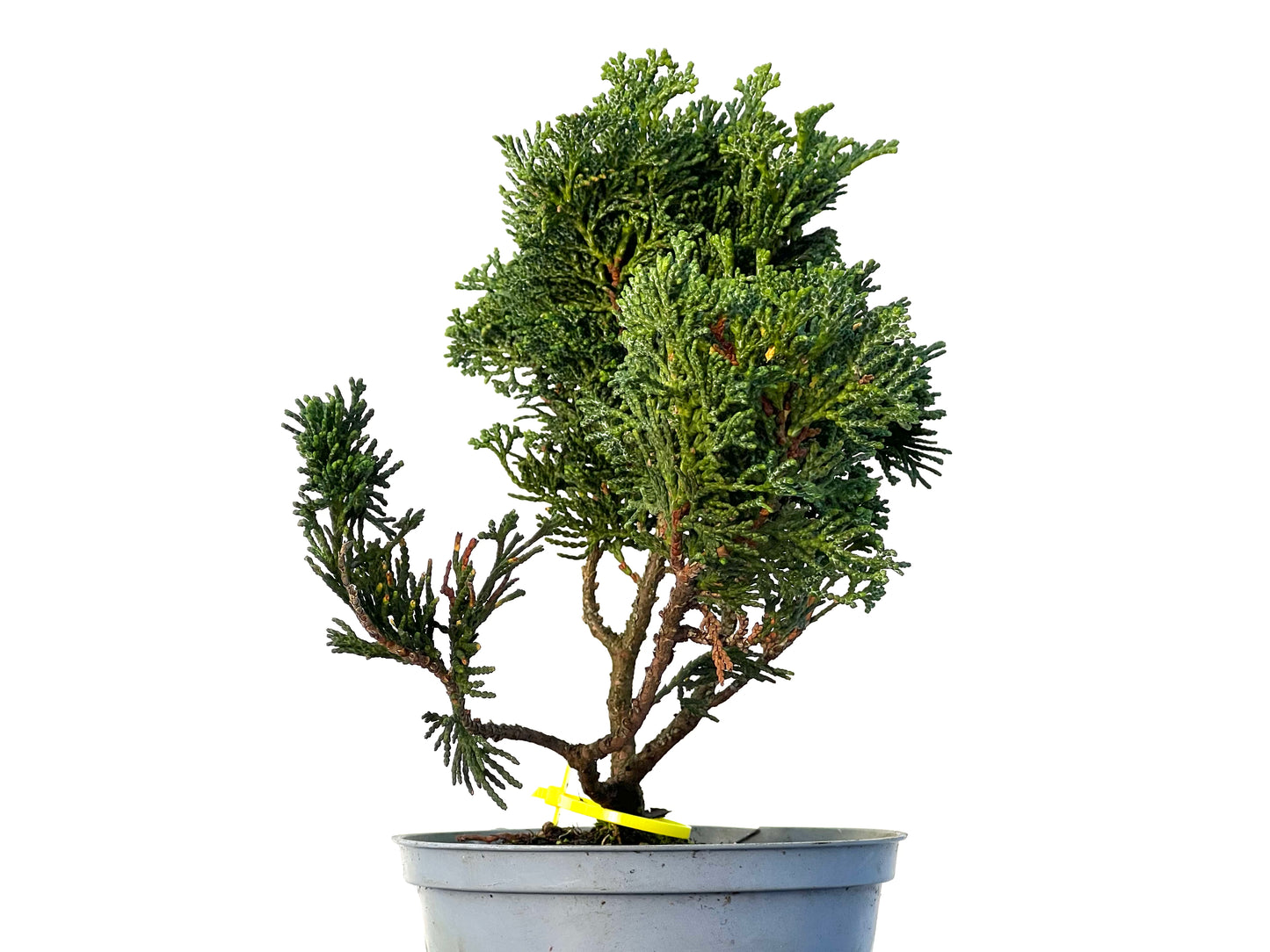 Chamaecyparis Obtusa Nana 3237