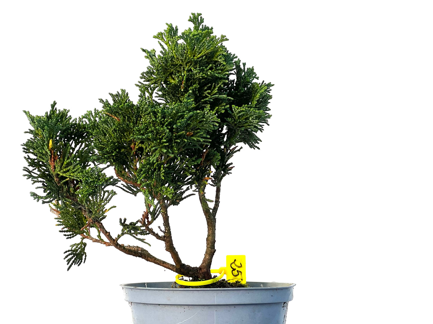 Chamaecyparis Obtusa Nana 3237