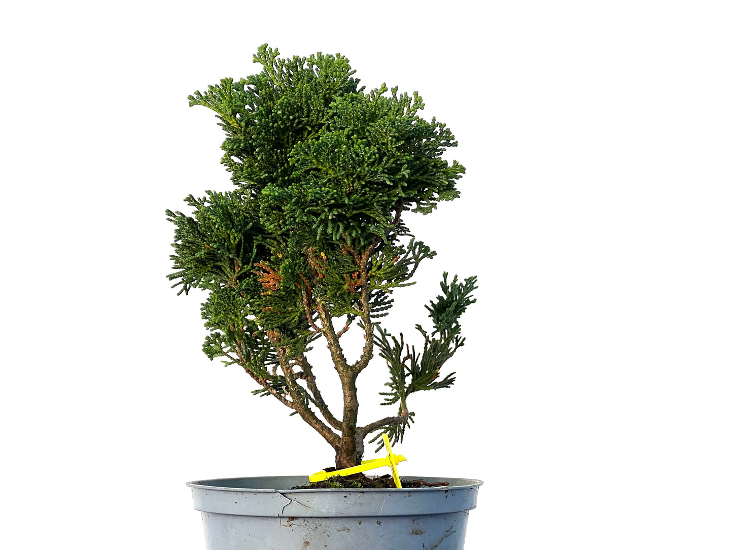 Chamaecyparis Obtusa Nana 3237