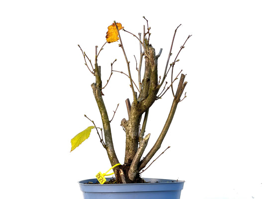 Corylus 3232