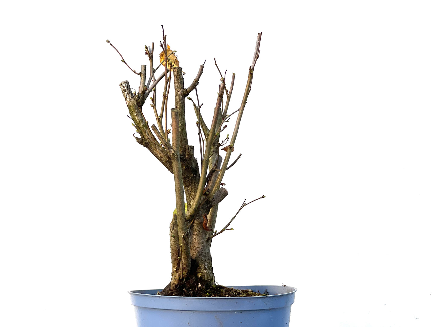 Corylus 3232