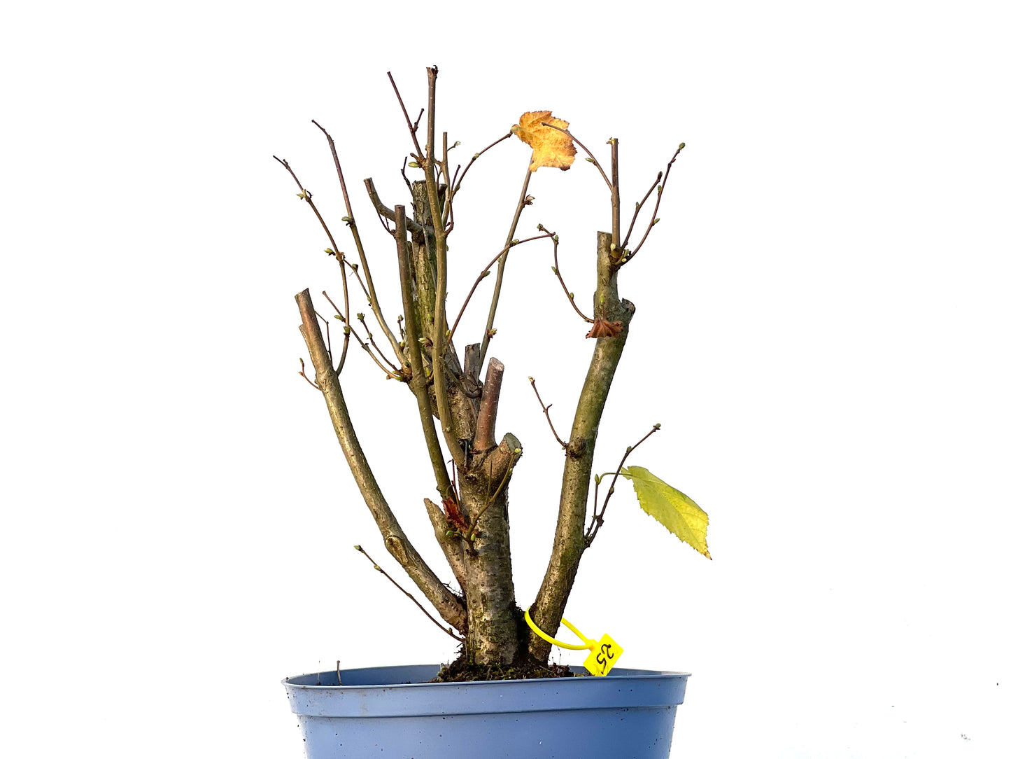 Corylus 3232