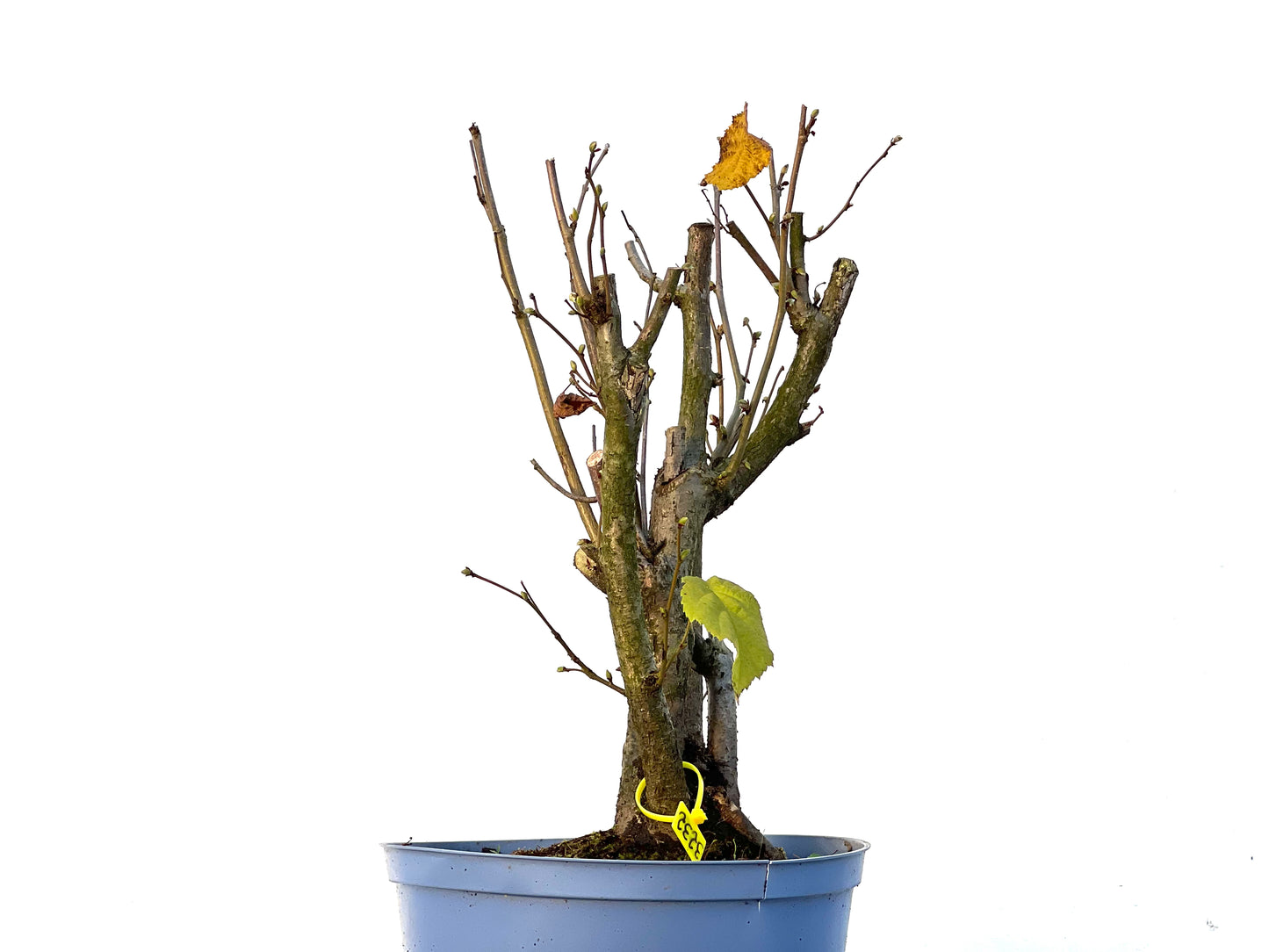 Corylus 3232