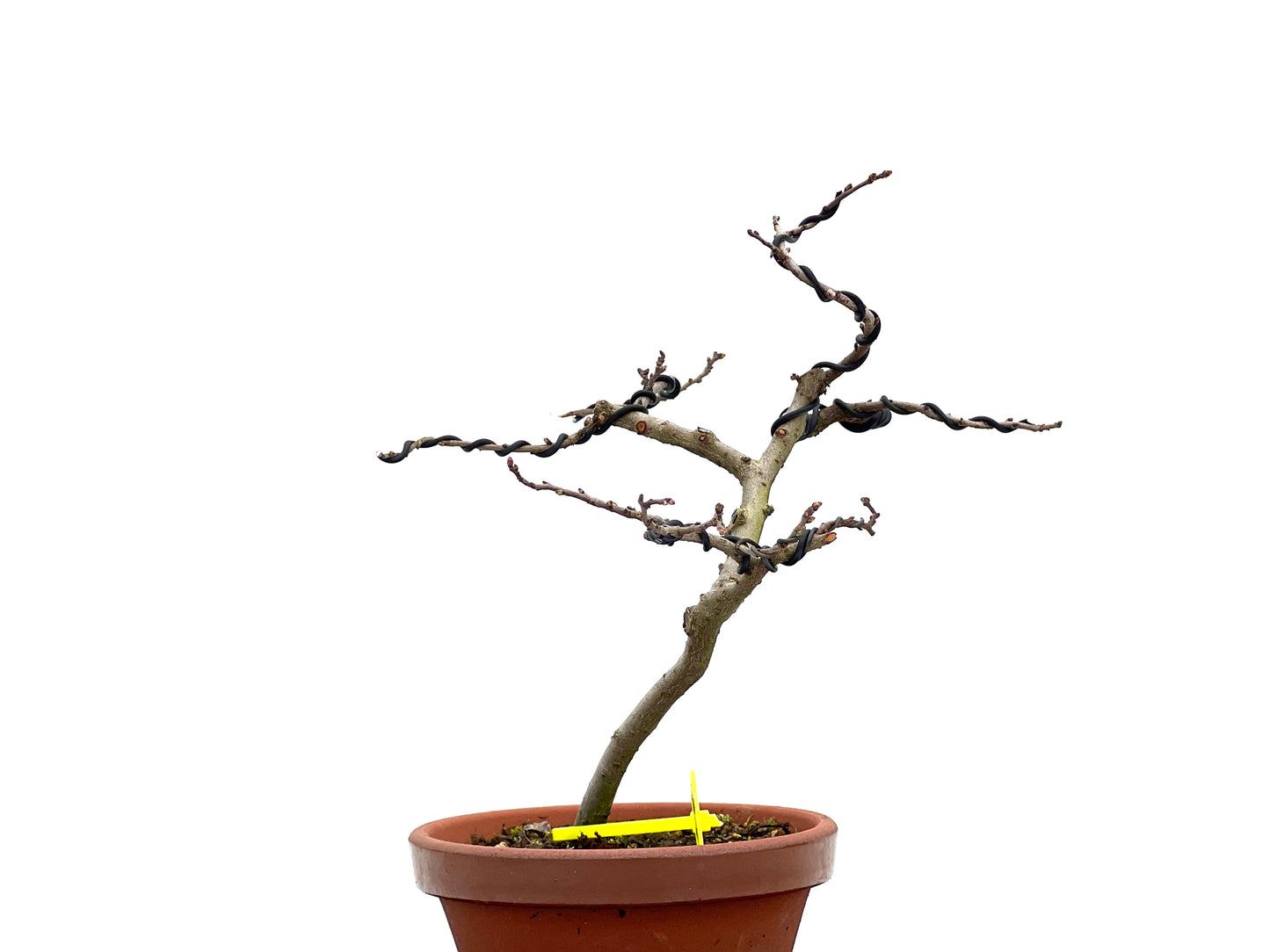 Ulmus Parvifolia 1799