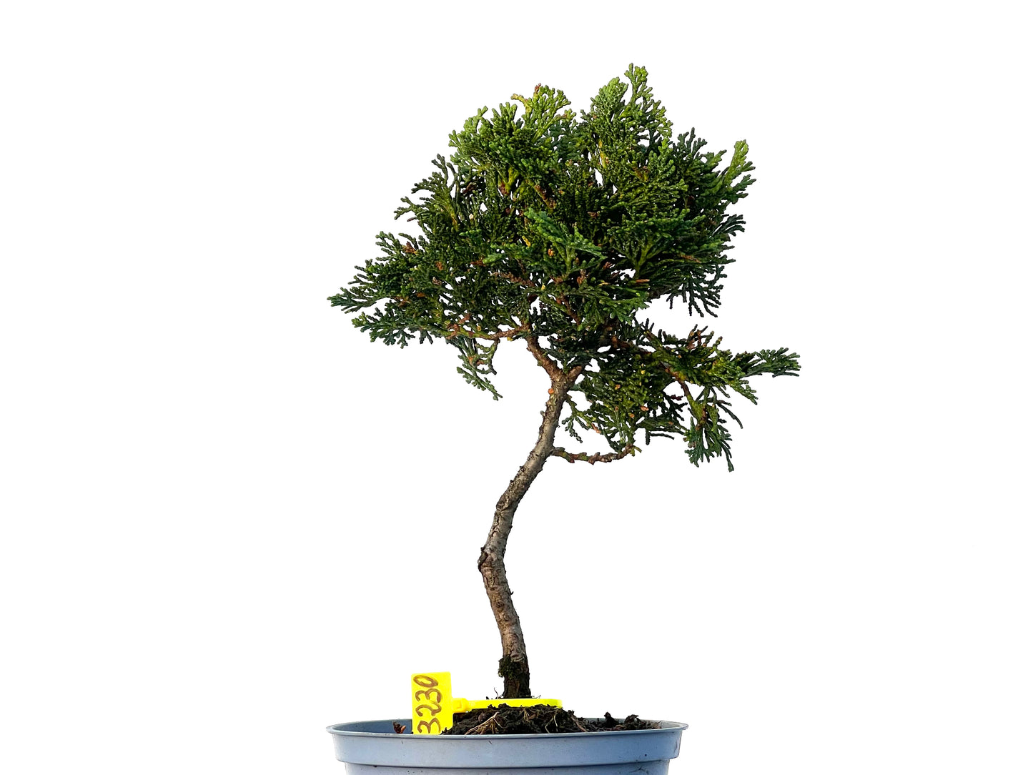 Chamaecyparis Obtusa Nana 3230