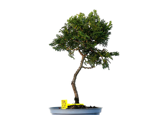 Chamaecyparis Obtusa Nana 3230