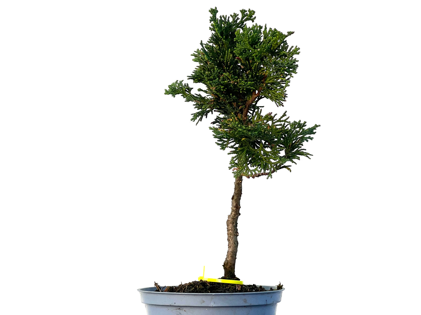 Chamaecyparis Obtusa Nana 3230