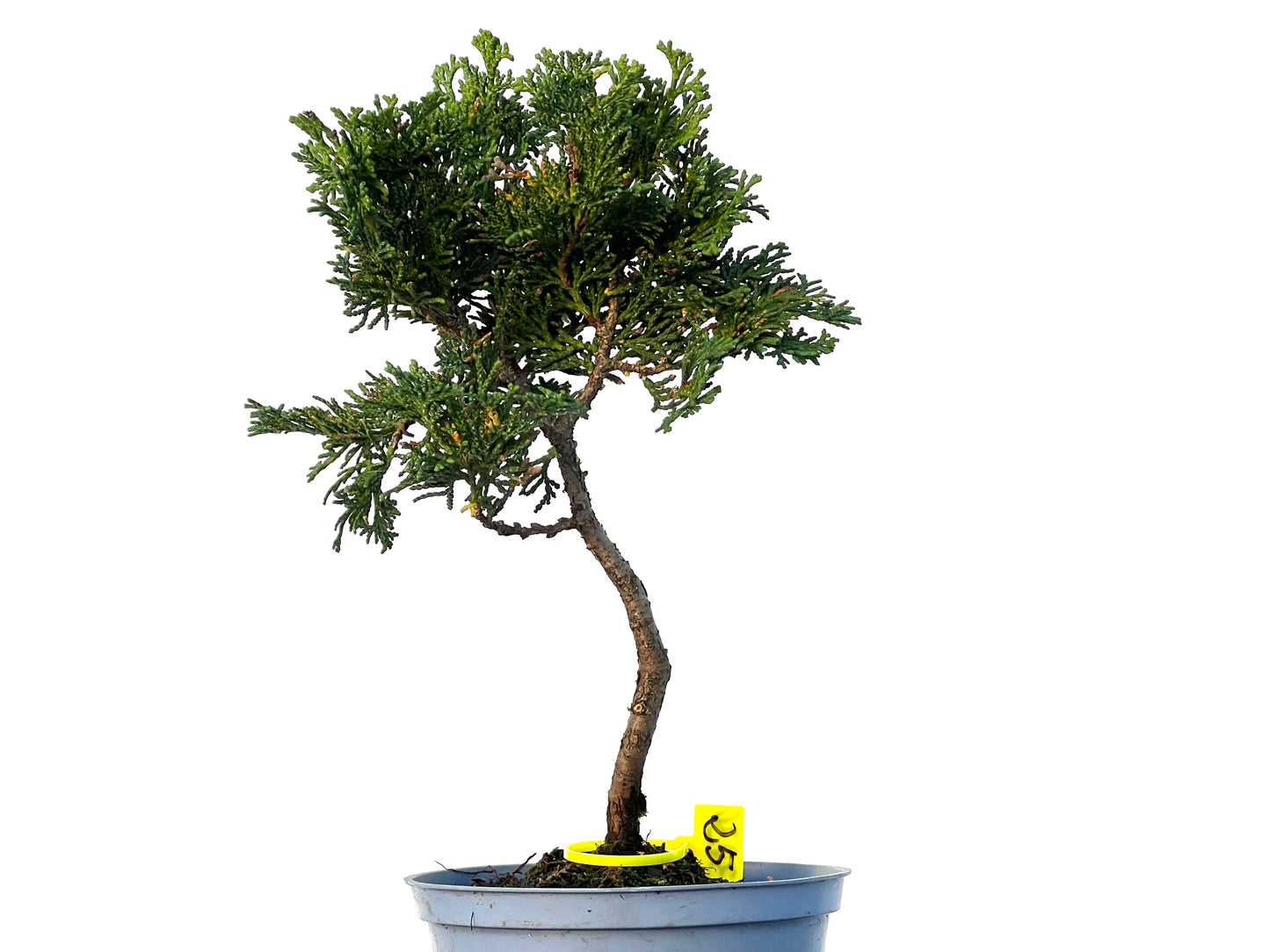 Chamaecyparis Obtusa Nana 3230