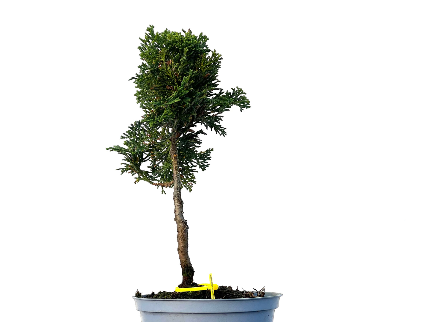 Chamaecyparis Obtusa Nana 3230