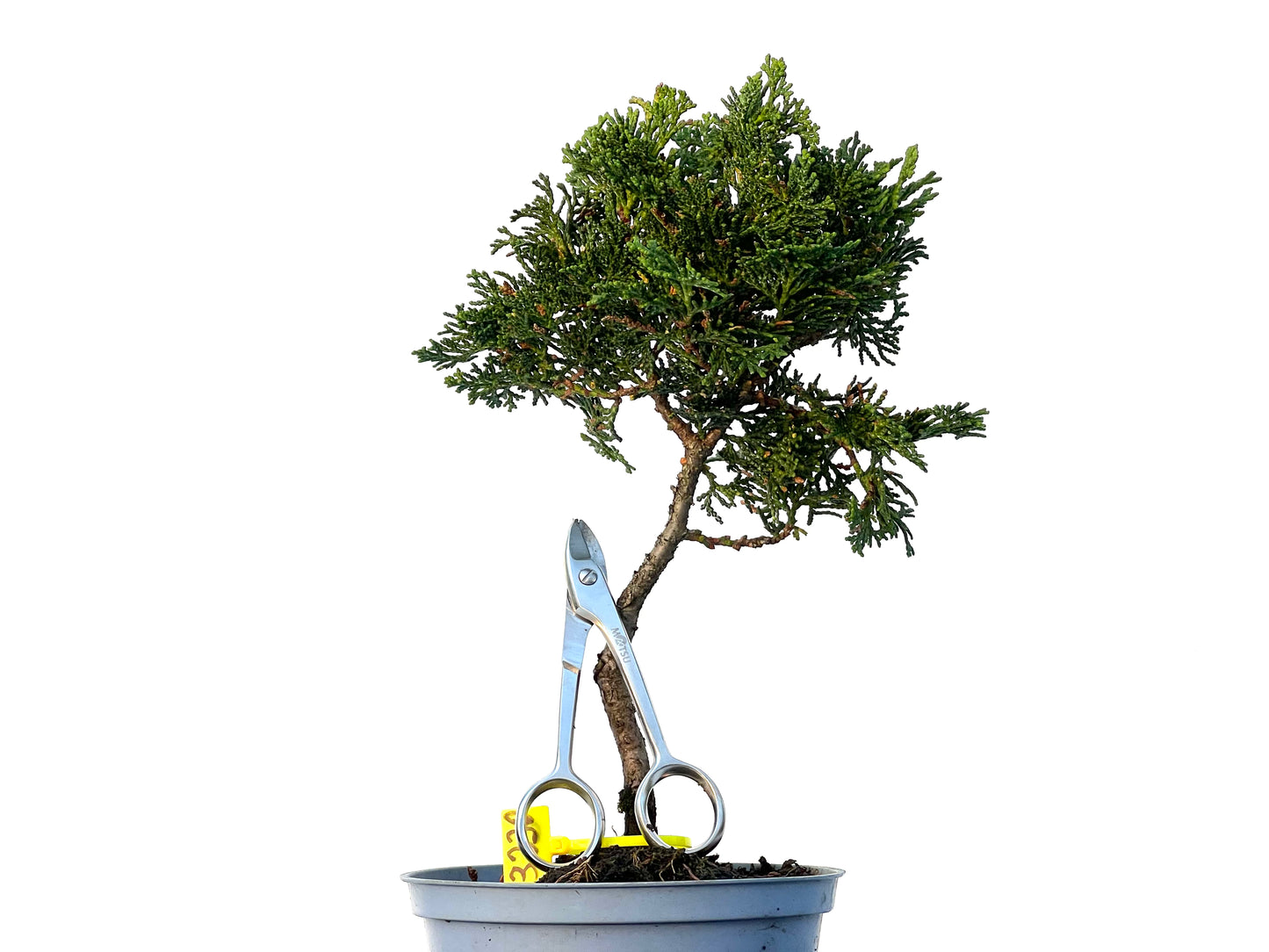 Chamaecyparis Obtusa Nana 3230