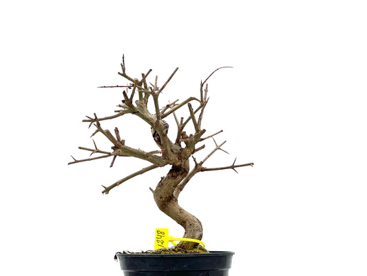 Púnica Granatum Nejikan 1248