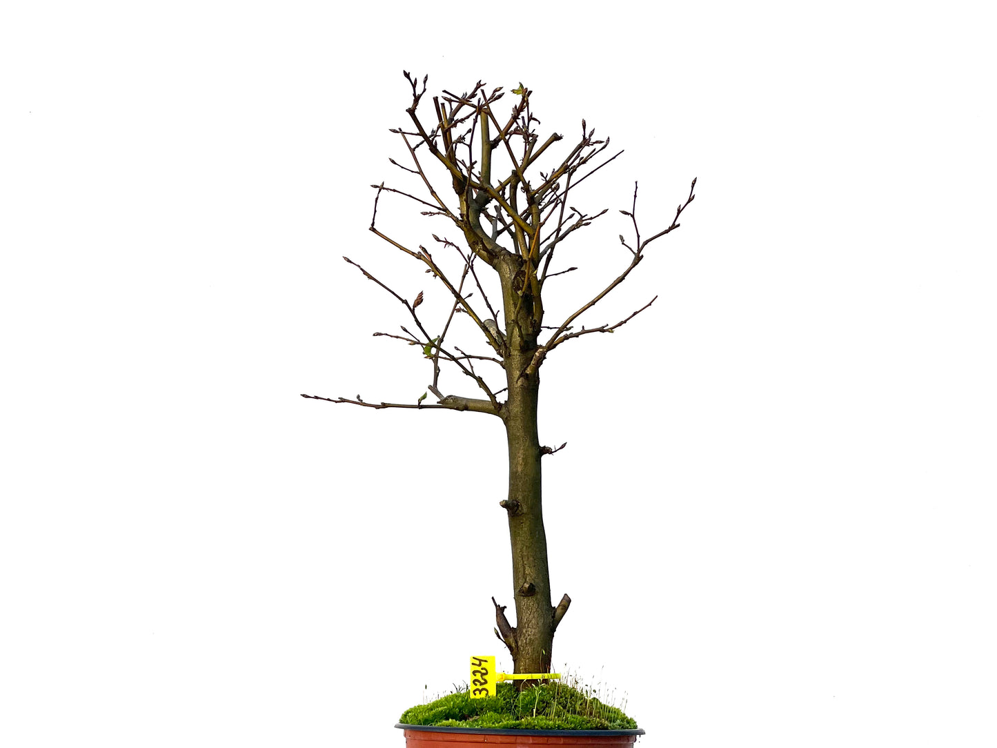 Carpinus Betulus 3224