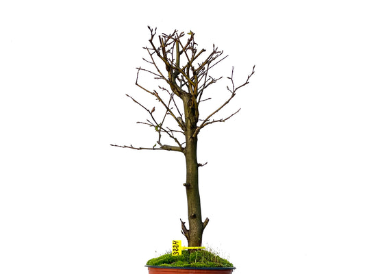 Carpinus Betulus 3224