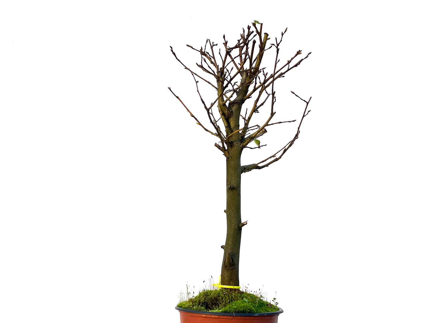 Carpinus Betulus 3224