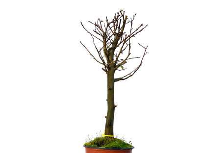 Carpinus Betulus 3224