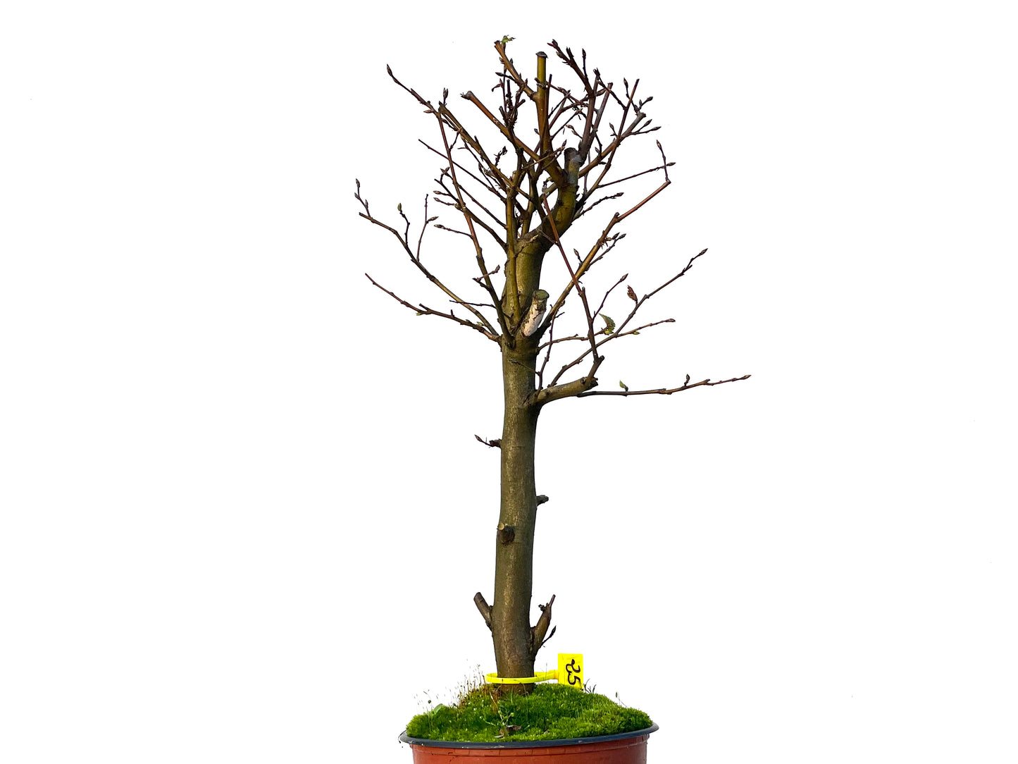 Carpinus Betulus 3224