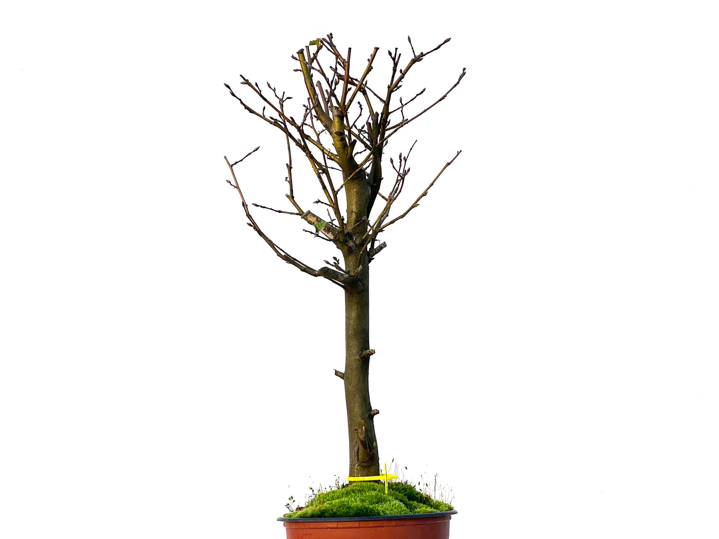 Carpinus Betulus 3224