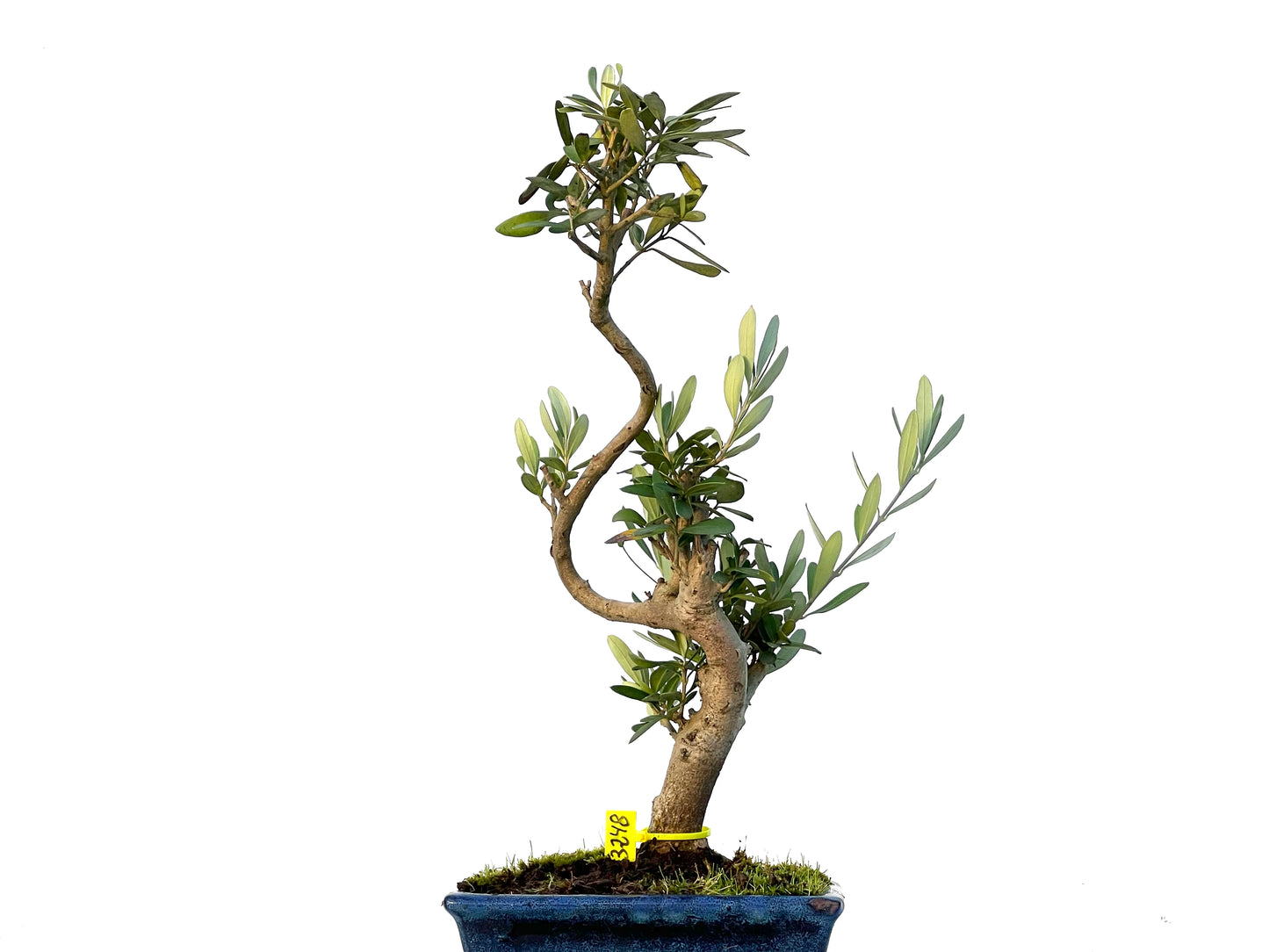 Olea Europaea 3248