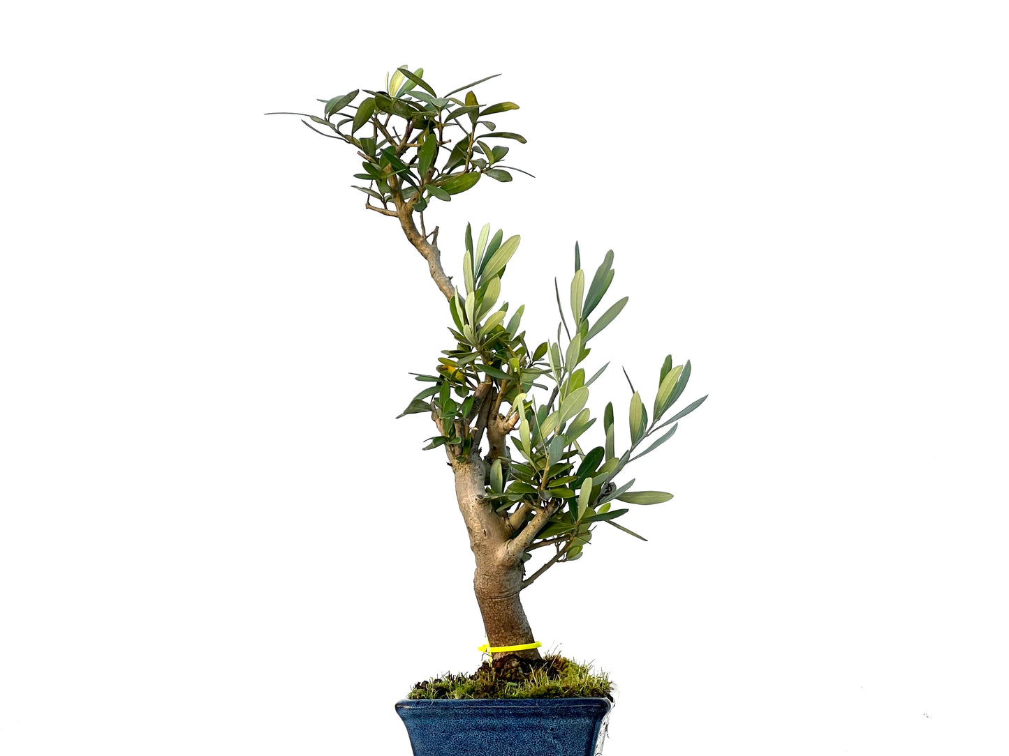 Olea Europaea 3248