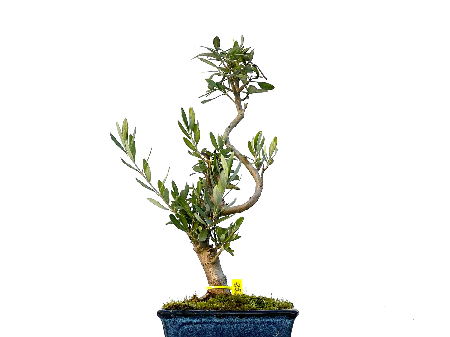 Olea Europaea 3248