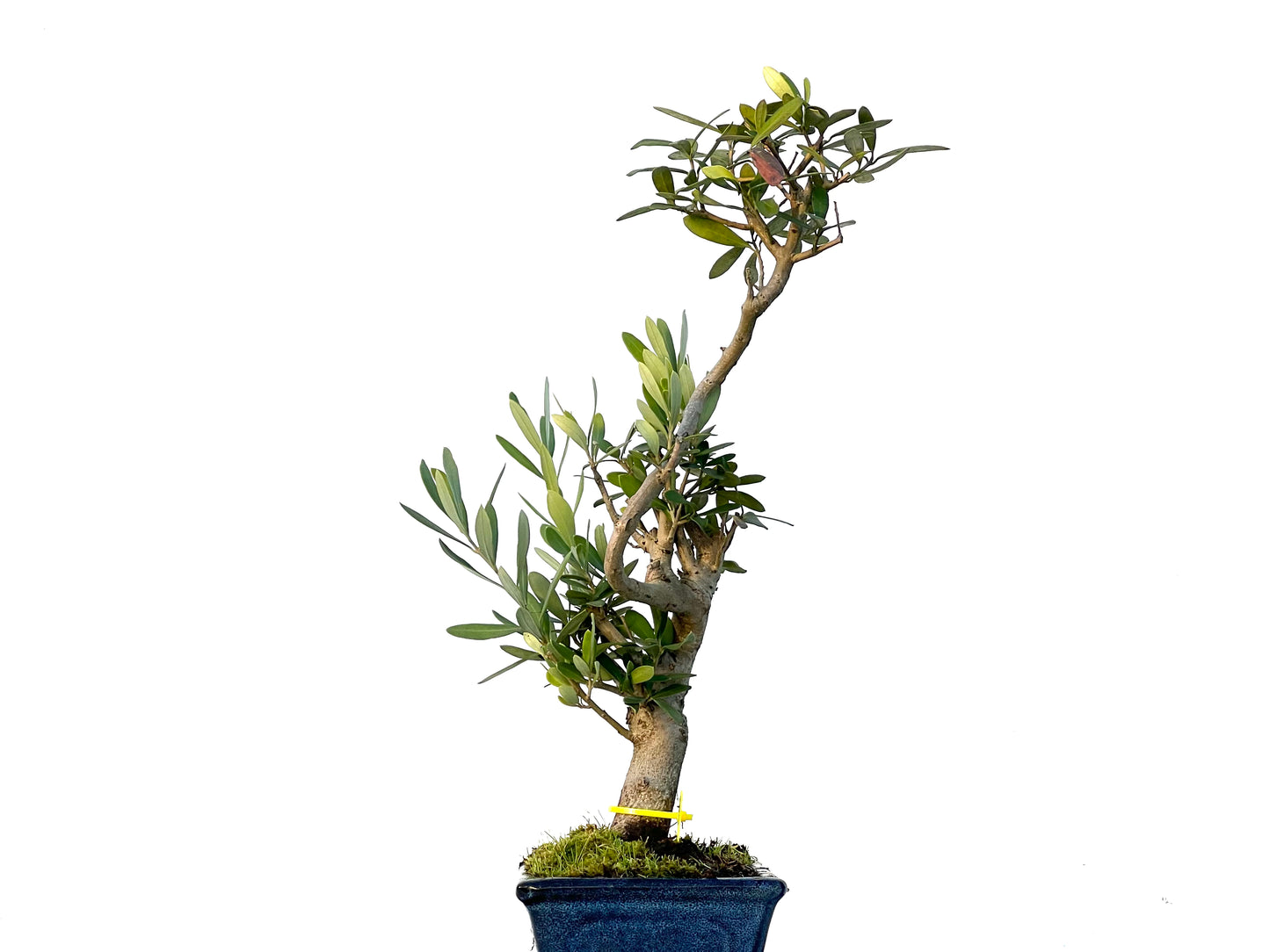 Olea Europaea 3248