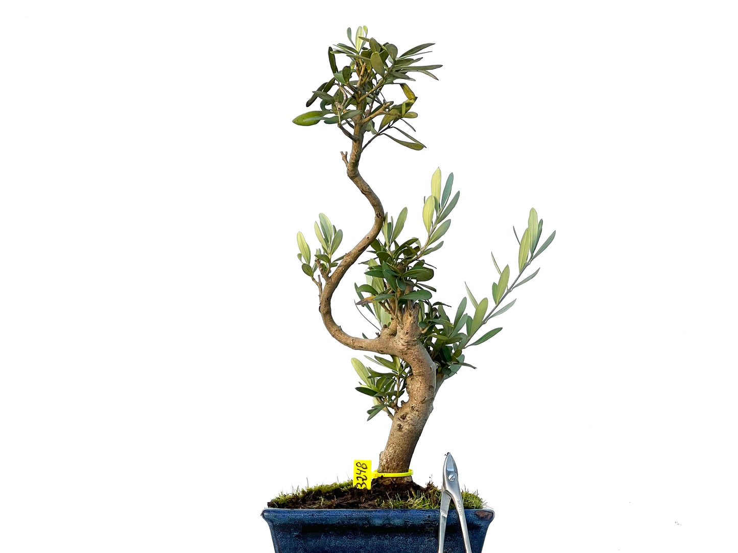 Olea Europaea 3248