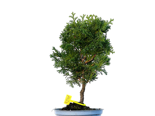 Chamaecyparis Obtusa Nana 3241