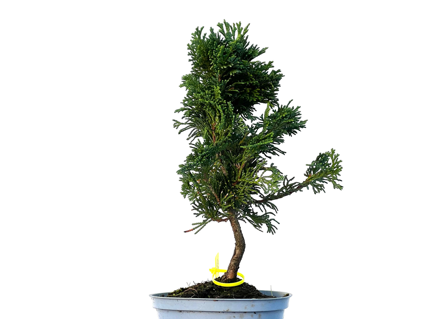 Chamaecyparis Obtusa Nana 3241