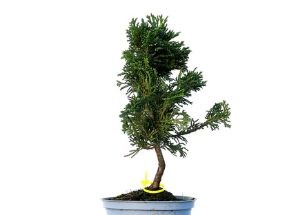 Chamaecyparis Obtusa Nana 3241