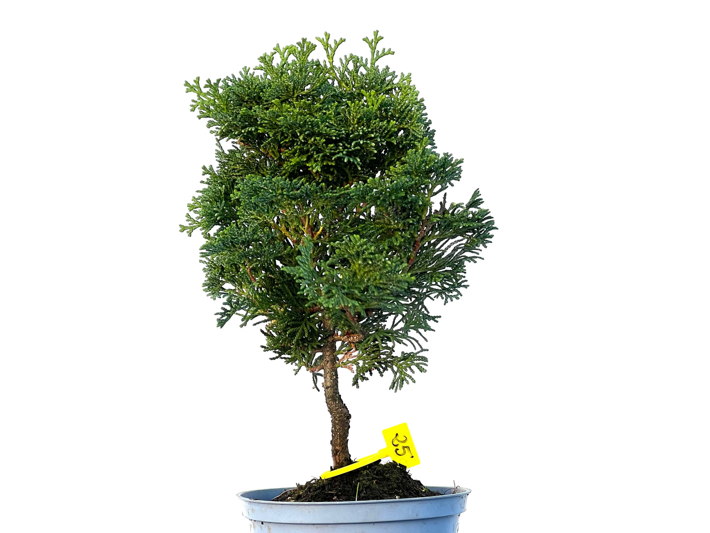 Chamaecyparis Obtusa Nana 3241