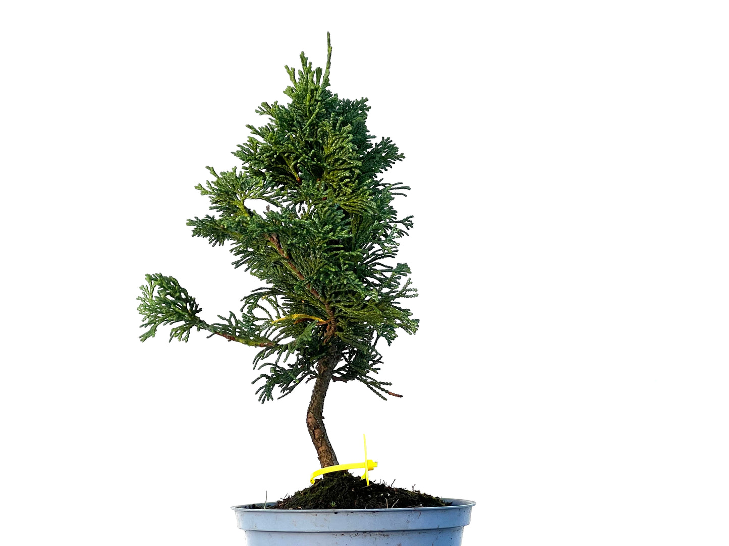 Chamaecyparis Obtusa Nana 3241