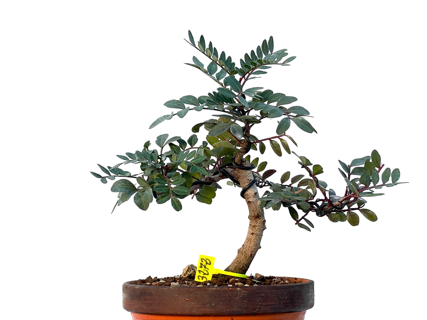 Pistacia Lentiscus 3272